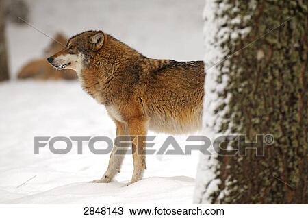 Gray wolf (Canis lupus) standing in snow, Bavarian Forest National Park, Bavaria, Germany View Large Photo Image Stock Image - Gray wolf (Canis lupus) standing in snow, Bavarian Forest National Park, Bavaria, Germany . Fotosearch