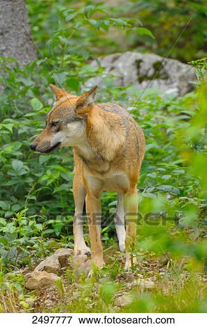 Gray wolf (Canis lupus) standing in field View Large Photo Image Stock Photo - Gray wolf (Canis lupus) standing in field . Fotosearch