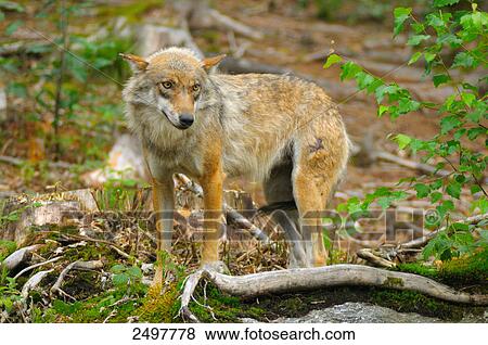 Stock Photo - Gray wolf (Canis lupus) standing in field . Fotosearch