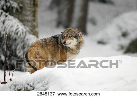 Gray wolf (Canis lupus) standing in snow, Bavarian Forest National Park, Bavaria, Germany View Large Photo Image Stock Photo - Gray wolf (Canis lupus) standing in snow, Bavarian Forest National Park, Bavaria, Germany . Fotosearch