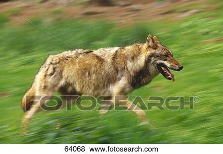 Stock Photo - Gray wolf (Canis lupus) walking in field . Fotosearch