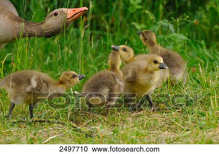 Graylag goose (Anser Anser) with its goslings in field View Large Photo Image Stock Image - Graylag goose (Anser Anser) with its goslings in field . Fotosearch