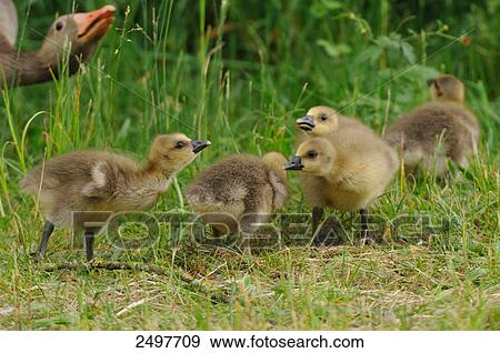 Stock Photo - Graylag goose (Anser Anser) with its goslings in field . Fotosearch