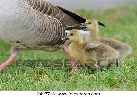 Graylag goose (Anser Anser) with its goslings in field View Large Photo Image Stock Photo - Graylag goose (Anser Anser) with its goslings in field . Fotosearch