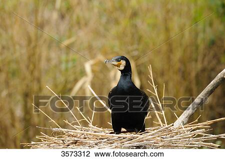 Stock Image - Great Cormorant (Phalacrocorax carbo) in nest . Fotosearch