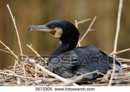 Great Cormorant (Phalacrocorax carbo) in nest  View Large Photo Image Stock Photography - Great Cormorant (Phalacrocorax carbo) in nest . Fotosearch