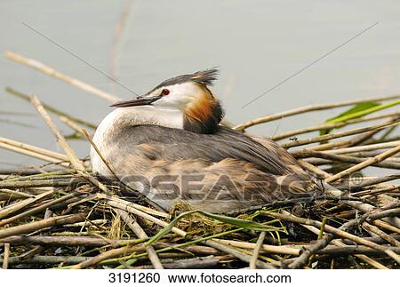 Stock Image - Great Crested Grebe (Podiceps cristatus) in nest, Altmuehlsee, Bavaria, Germany, side view . Fotosearch