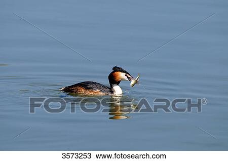 Stock Image - Great Crested Grebe (Podiceps cristatus) mit prey in water . Fotosearch