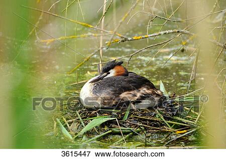 Stock Photo - Great Crested Grebe (Podiceps cristatus) breeding, Altmuehlsee, Bavaria, Germany . Fotosearch