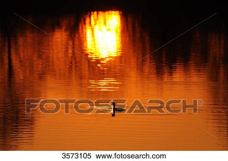 Stock Photography - Great Crested Grebe (Podiceps cristatus) on Lake Altmuehl at sunset, Germany . Fotosearch