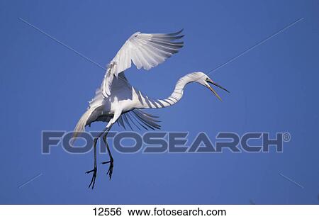 Stock Photograph - Great Egret (Ardea alba) bird in flight, Everglades National Park, Florida, USA . Fotosearch