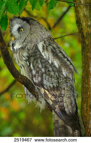 Great grey owl (Strix nebulosa) perching on branch View Large Photo Image Stock Photo - Great grey owl (Strix nebulosa) perching on branch . Fotosearch