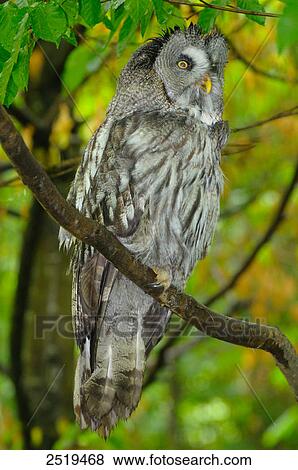 Great grey owl (Strix nebulosa) perching on branch View Large Photo Image Stock Photo - Great grey owl (Strix nebulosa) perching on branch . Fotosearch