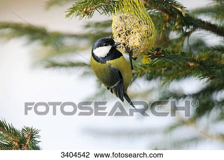 Great tit (Parus major) eating, Franconia, Germany, side view View Large Photo Image Stock Image - Great tit (Parus major) eating, Franconia, Germany, side view . Fotosearch