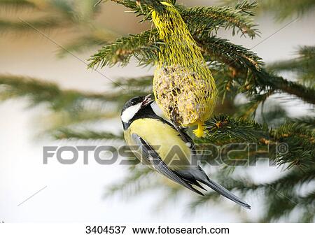 Great tit (Parus major) eating, Franconia, Germany, side view View Large Photo Image Stock Photo - Great tit (Parus major) eating, Franconia, Germany, side view . Fotosearch