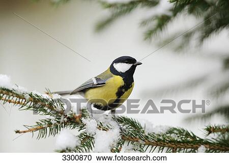 Stock Image - Great tit (Parus major) on a branch, close-up . Fotosearch