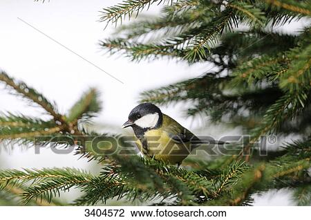 Great tit (Parus major) perching on a twig, Franconia, Germany View Large Photo Image Stock Image - Great tit (Parus major) perching on a twig, Franconia, Germany . Fotosearch