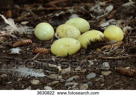 Greater Rhea eggs (Rhea americana) View Large Photo Image Stock Image - Greater Rhea eggs (Rhea americana) . Fotosearch