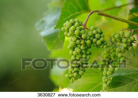 Stock Photo - Green grapes on the vine . Fotosearch
