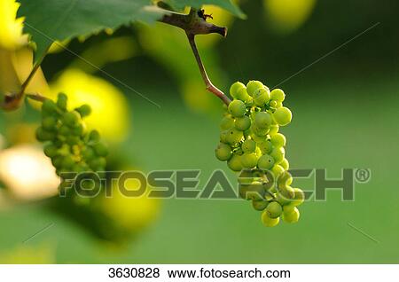 Green grapes on the vine View Large Photo Image Stock Photo - Green grapes on the vine . Fotosearch