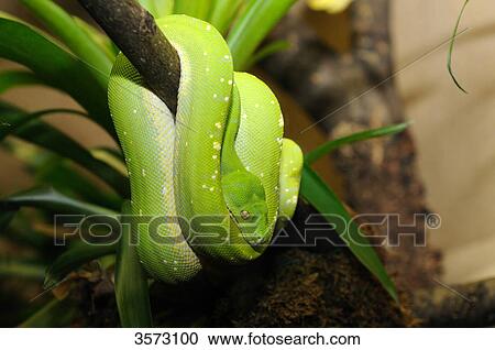 Stock Image - Green Tree Python (Morelia viridis) . Fotosearch