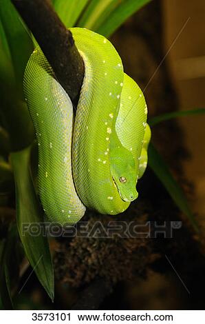 Stock Image - Green Tree Python (Morelia viridis) . Fotosearch