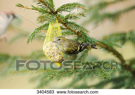 Greenfinch (Carduelis chloris) perching on a fat ball, Franconia, Germany View Large Photo Image Stock Image - Greenfinch (Carduelis chloris) perching on a fat ball, Franconia, Germany . Fotosearch