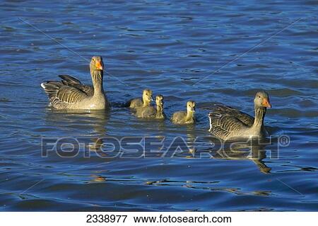 Grey geese (Anser anser) swimming with its goslings in water, Germany View Large Photo Image Stock Photo - Grey geese (Anser anser) swimming with its goslings in water, Germany . Fotosearch