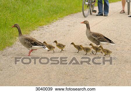 Grey geese (Anser anser) with goslings crossing a path  View Large Photo Image Stock Photo - Grey geese (Anser anser) with goslings crossing a path . Fotosearch