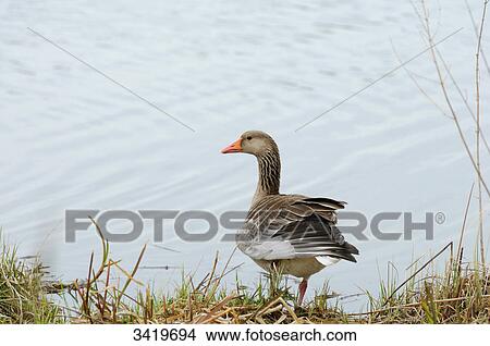Picture - Grey goose (Anser anser) at the waterfront . Fotosearch