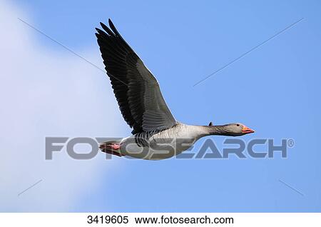 Grey goose (Anser anser) flying, low angle view View Large Photo Image Stock Photography - Grey goose (Anser anser) flying, low angle view . Fotosearch
