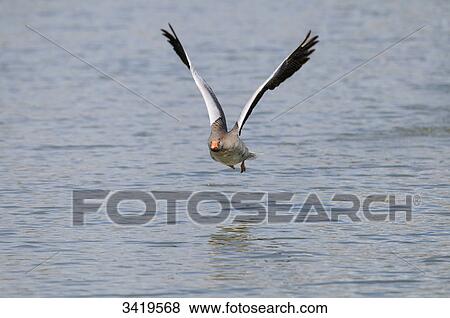 Grey goose (Anser anser) flying over the water, elevated view View Large Photo Image Stock Photo - Grey goose (Anser anser) flying over the water, elevated view . Fotosearch