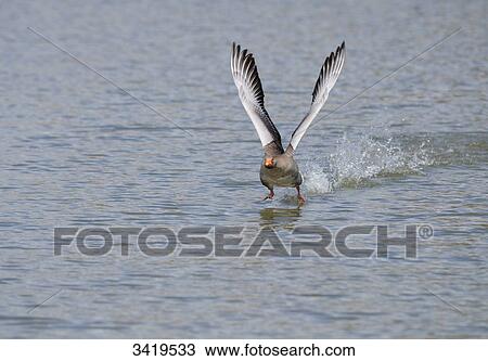 Stock Image - Grey goose (Anser anser) landing on the water, elevated view . Fotosearch