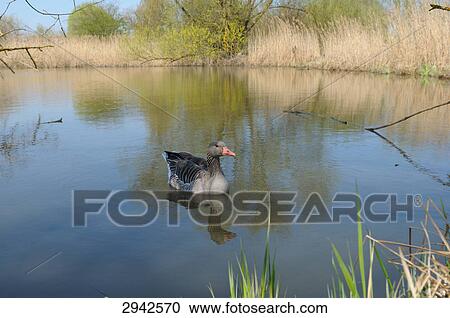 grey goose (Anser anser), Muhr at Lake View Large Photo Image Stock Image - grey goose (Anser anser), Muhr at Lake . Fotosearch