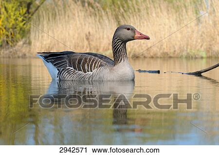 grey goose (Anser anser), Muhr at Lake View Large Photo Image Stock Image - grey goose (Anser anser), Muhr at Lake . Fotosearch