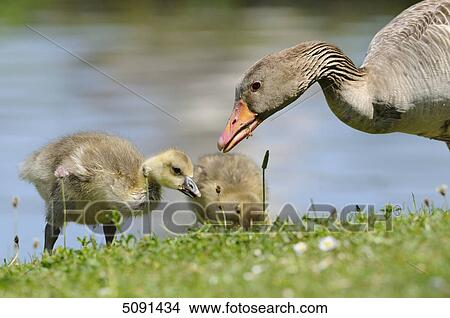 Picture - Grey goose chick, Anser anser, Bavaria, Germany, Europe . Fotosearch