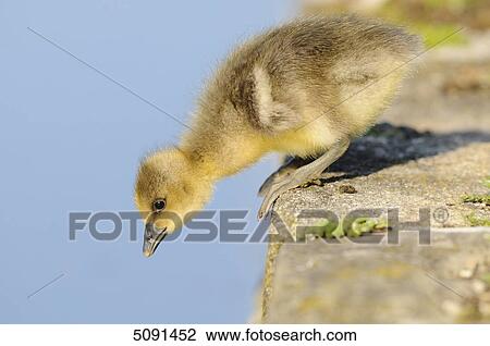 Grey goose chick, Anser anser, Bavaria, Germany, Europe View Large Photo Image Stock Image - Grey goose chick, Anser anser, Bavaria, Germany, Europe . Fotosearch