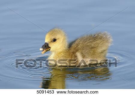 Grey goose chick, Anser anser, Bavaria, Germany, Europe View Large Photo Image Stock Image - Grey goose chick, Anser anser, Bavaria, Germany, Europe . Fotosearch