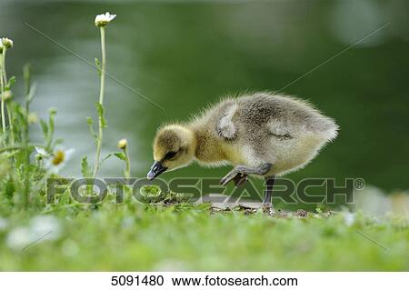 Grey goose chick, Anser anser, Bavaria, Germany, Europe View Large Photo Image Stock Image - Grey goose chick, Anser anser, Bavaria, Germany, Europe . Fotosearch