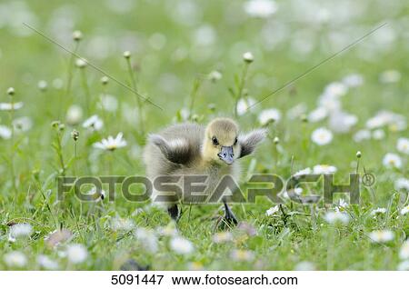 Grey goose chick, Anser anser, Bavaria, Germany, Europe View Large Photo Image Stock Photo - Grey goose chick, Anser anser, Bavaria, Germany, Europe . Fotosearch