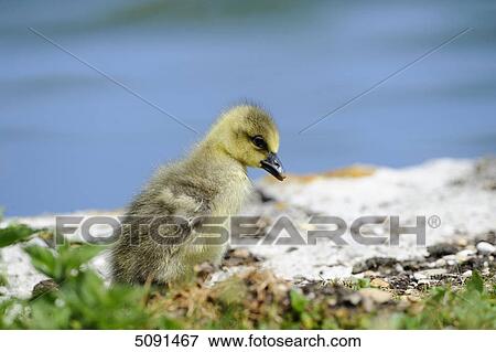 Grey goose chick, Anser anser, Bavaria, Germany, Europe View Large Photo Image Stock Photo - Grey goose chick, Anser anser, Bavaria, Germany, Europe . Fotosearch