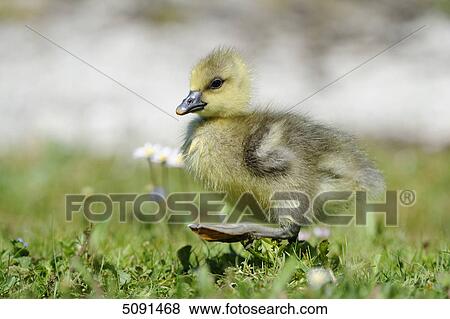 Grey goose chick, Anser anser, Bavaria, Germany, Europe View Large Photo Image Stock Photo - Grey goose chick, Anser anser, Bavaria, Germany, Europe . Fotosearch