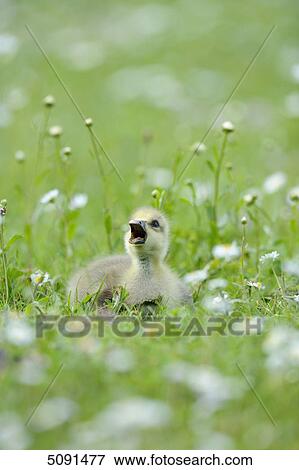 Grey goose chick, Anser anser, Bavaria, Germany, Europe View Large Photo Image Stock Photo - Grey goose chick, Anser anser, Bavaria, Germany, Europe . Fotosearch
