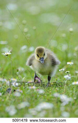 Stock Photo - Grey goose chick, Anser anser, Bavaria, Germany, Europe . Fotosearch