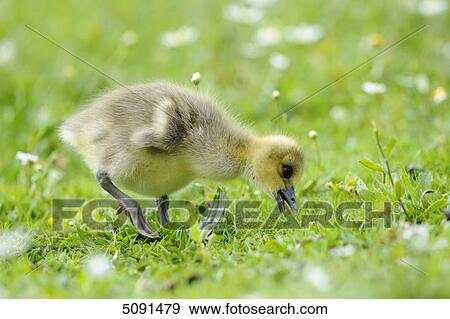 Stock Photo - Grey goose chick, Anser anser, Bavaria, Germany, Europe . Fotosearch