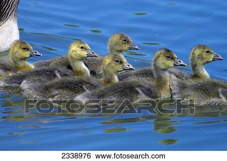 Grey goslings (Anser anser) swimming in water, Germany View Large Photo Image Stock Photograph - Grey goslings (Anser anser) swimming in water, Germany . Fotosearch