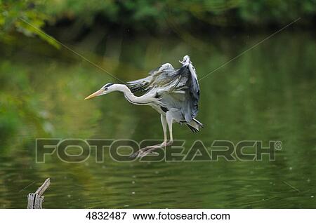 Stock Photo - Grey Heron (Ardea cinerea) flying . Fotosearch