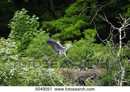 Stock Image - Grey Heron (Ardea cinerea) flying to nest, Bavaria, Germany . Fotosearch