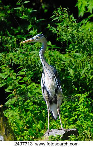 Grey Heron (Ardea Cinerea) on stone in field View Large Photo Image Stock Image - Grey Heron (Ardea Cinerea) on stone in field . Fotosearch