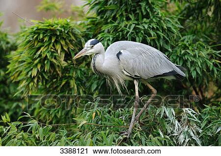 Grey Heron (Ardea cinerea) standing in the bushes, side view View Large Photo Image Stock Image - Grey Heron (Ardea cinerea) standing in the bushes, side view . Fotosearch